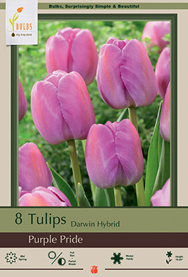 BULB TULIP PURPLE PRIDE 8/PK