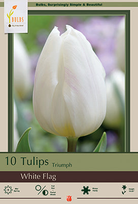 Tulip White Flag Bulbs 10/Pack