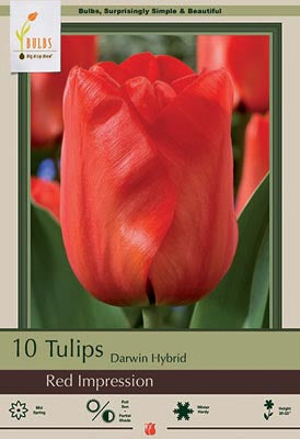 Tulip Red Impression Bulbs 10/Pack