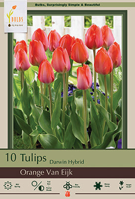 BULB, TULIP VAN EIJK 25/PK