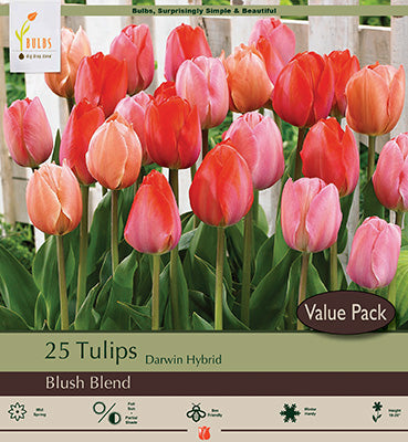 BULB, TULIP BLUSH BLEND 25/PK