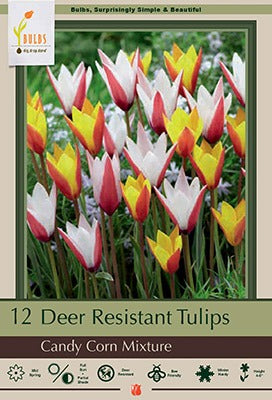 Tulip Candy Corn Mixture Bulbs 12/Pack