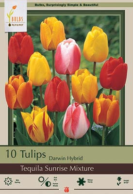 Tulip Tequila Sunrise Mixture Bulbs 10/Pack