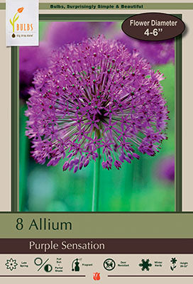 BULB, ALLIUM PRPL SENSATN 8/PK