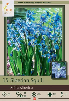 BULB, SCILLA SIBERICA 50/PK