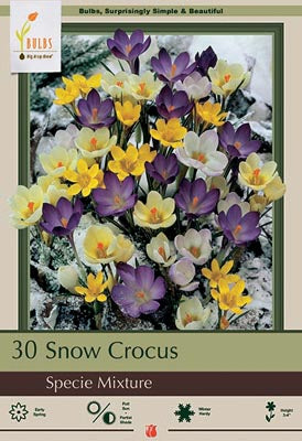 Crocus Snow Mixture Bulbs 18/Pack