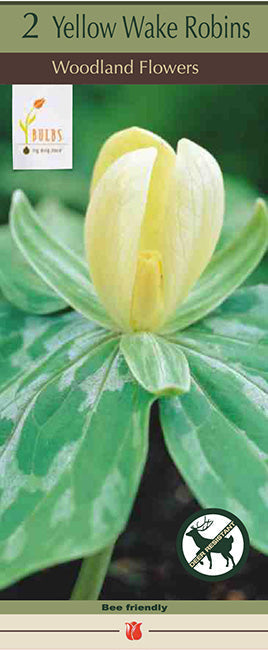 BULB, TRILLIUM LUTEUM YLW