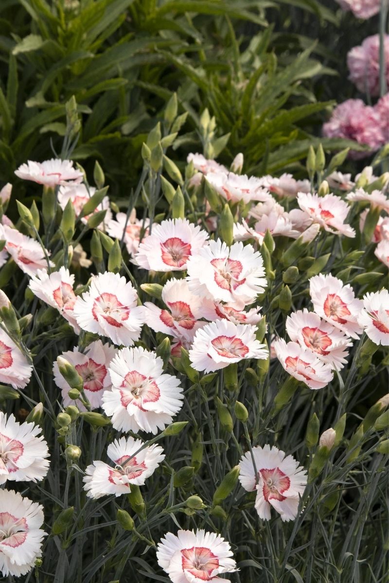 Dianthus, Georgia Peach
