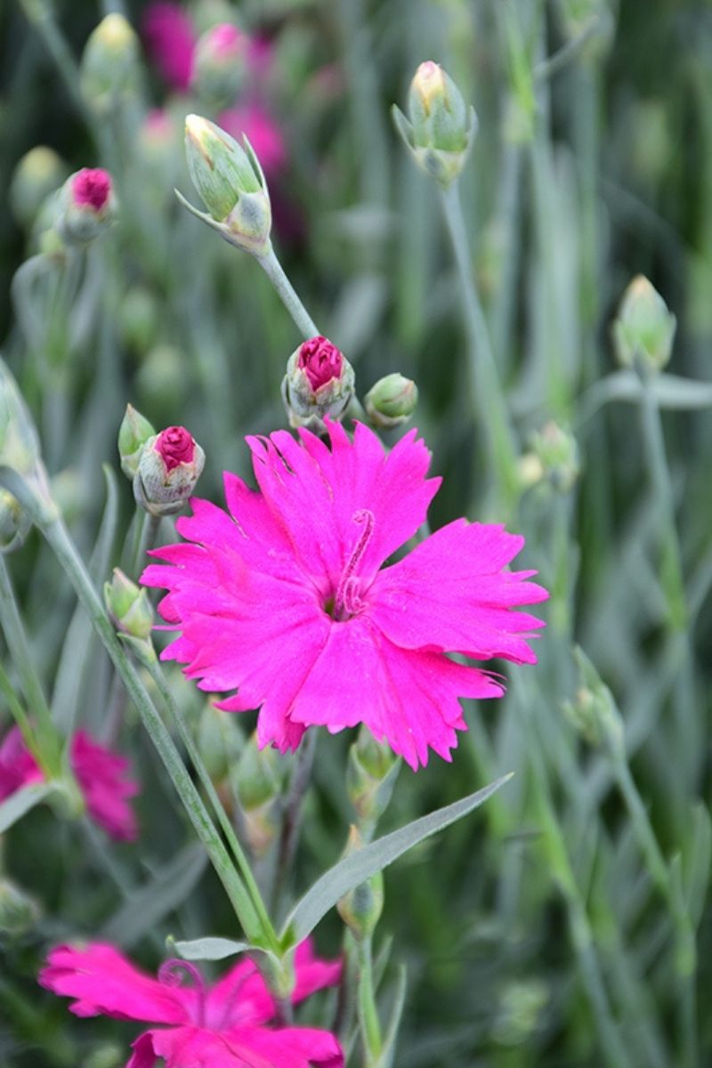 Dianthus, Neon Star