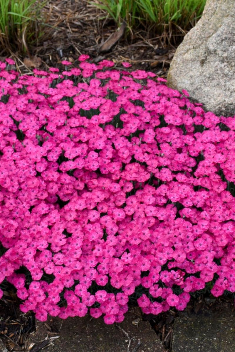 Dianthus, Paint Magenta