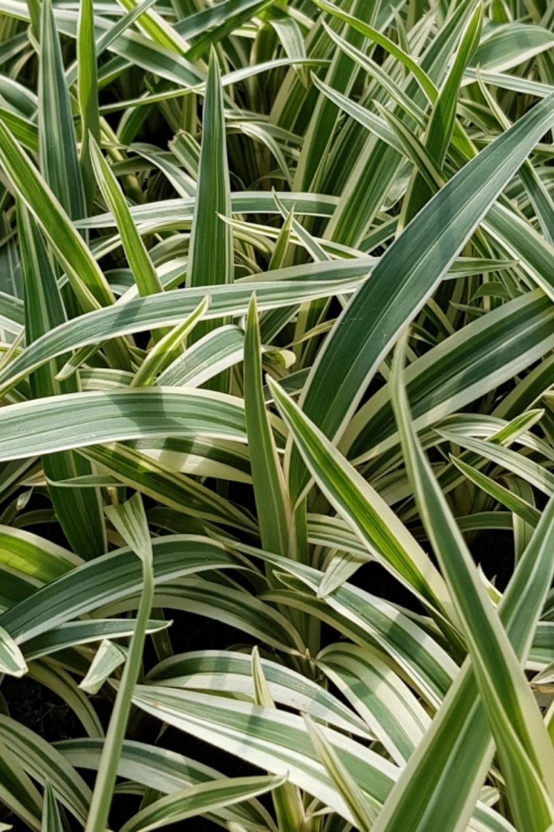 Flaxlily Var. Silver Streak