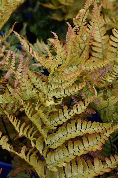 Fern, Autumn Brilliance