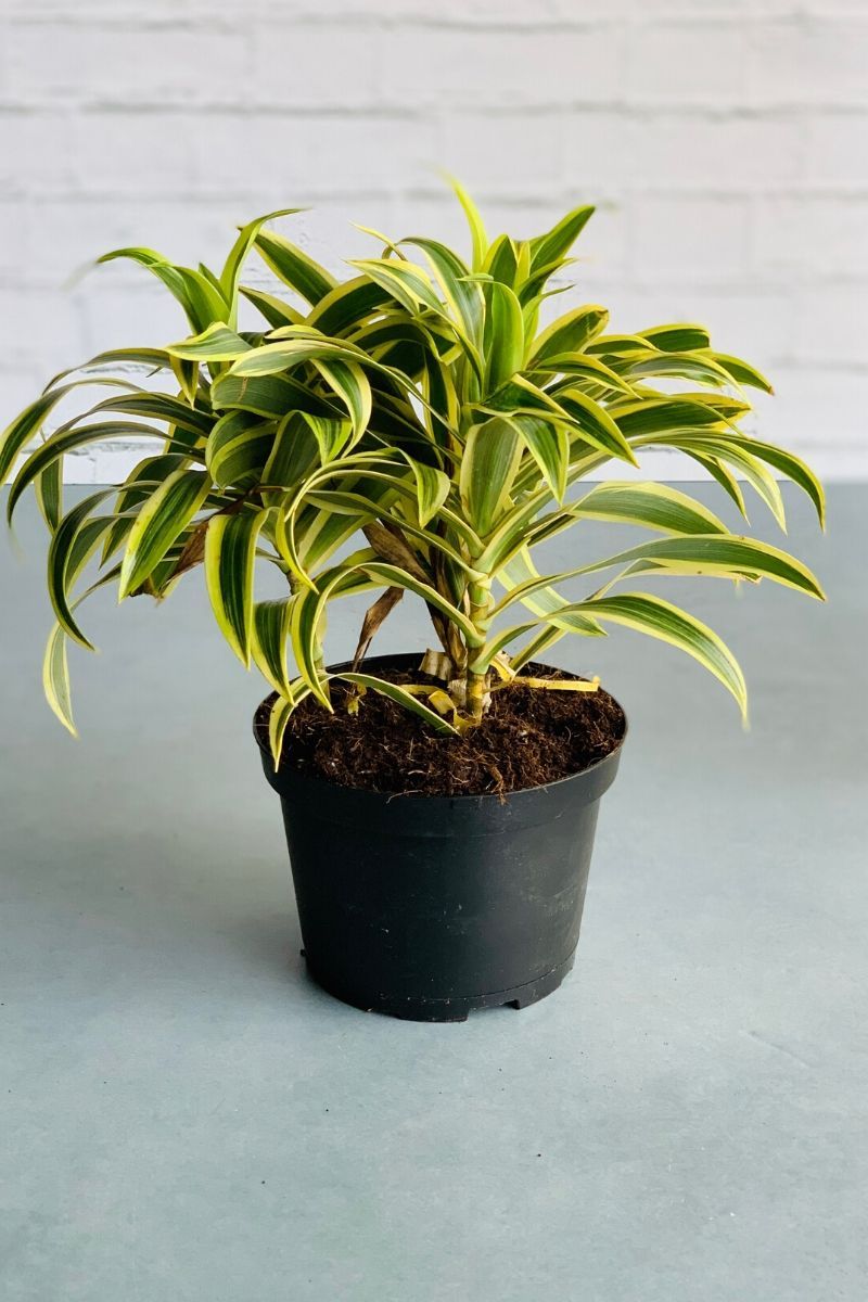 Dracaena, Song of India 6"