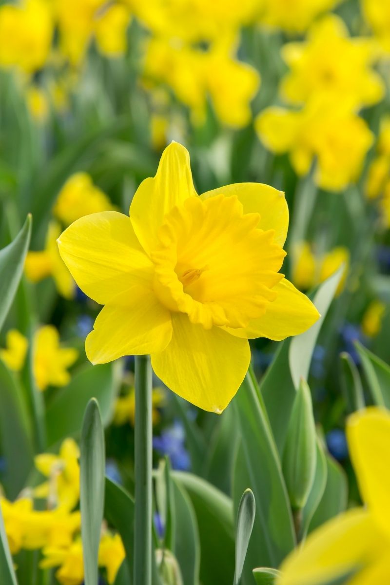 DeVroomen Daffodils Trumpet Dutch Master Bulbs 25/Pack
