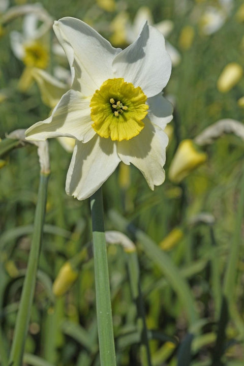 BULB, DAFFODILS SINOPEL 5/PK