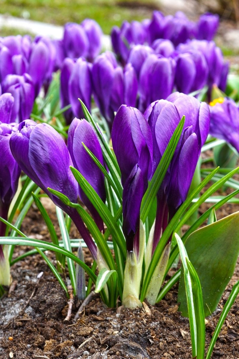 DeVroomen Crocus Vernus Flower Record Bulbs 15/Pack