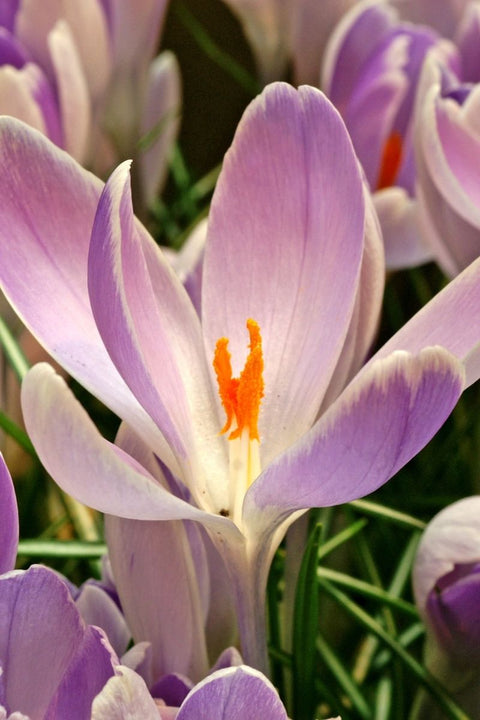 BULB, CROCUS VANGUARD 12/PK