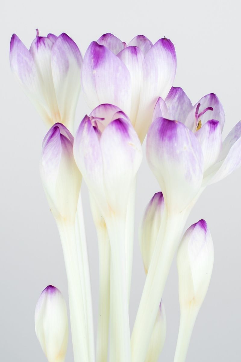 DeVroomen Colchicum The Giant Bulb 1/Pack