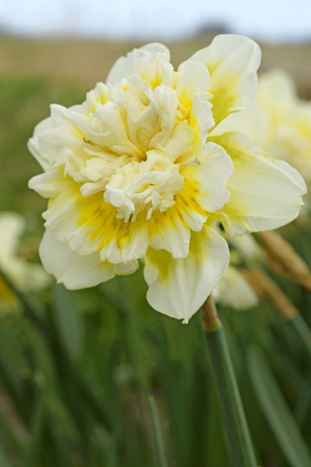 DeVroomen Daffodils Double Ice King Bulbs 5/Pack