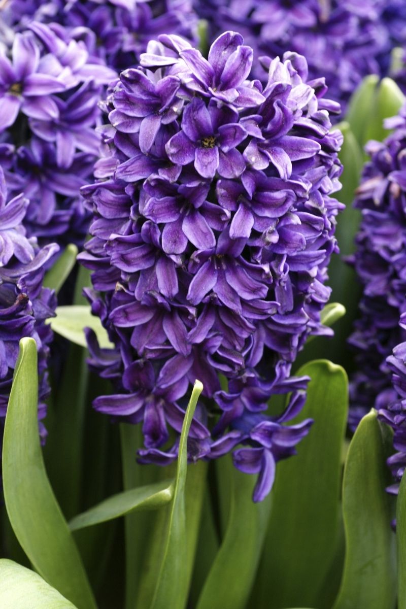 DeVroomen Hyacinthus Peter Stuyvesant Bulbs 5/Pack