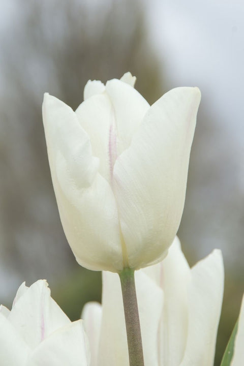 DeVroomen Tulips Single Early White Prince Bulbs 8/Pack