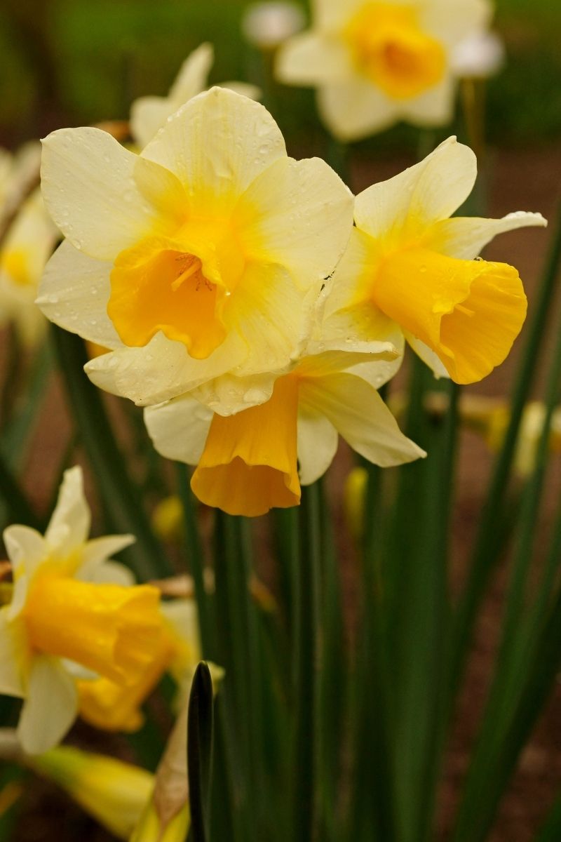 DeVroomen Daffodils Miniature Golden Echo Bulbs 5/Pack