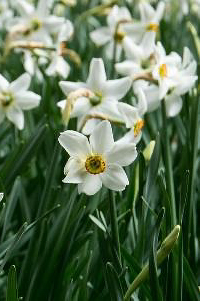 DeVroomen Daffodils Small Cupped Pheasant's Eye Bulbs 5/Pack