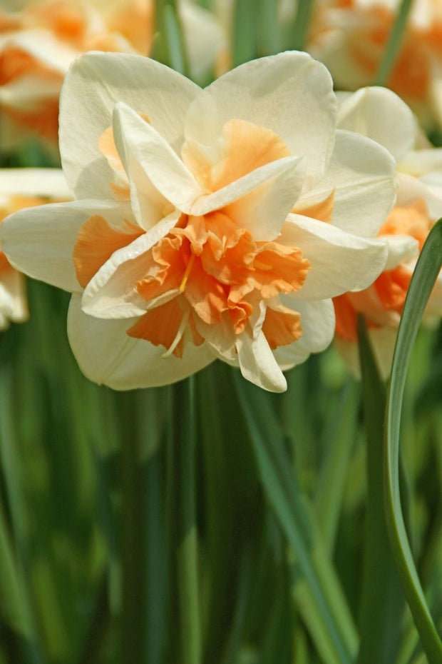 DeVroomen Daffodils Double Replete Bulbs 5/Pack