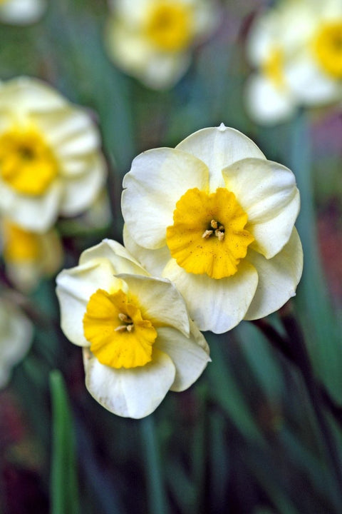 DeVroomen Daffodils Miniature Sun Disc Bulbs 10/Pack