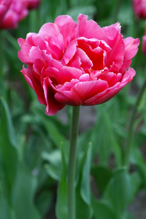 BULB, TULIPS MARGARITA 8/PK