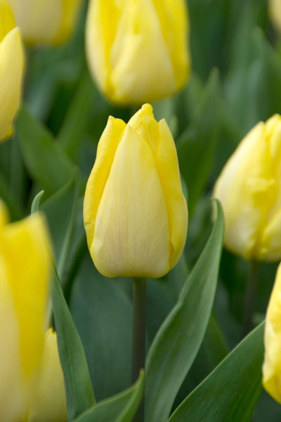 BULB, TULIPS SUNNY PRINCE 8PK