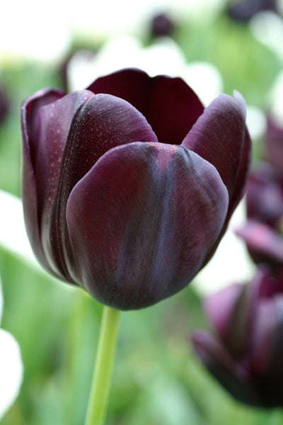BULB, TULIPS QUEEN OF NGHT 8PK