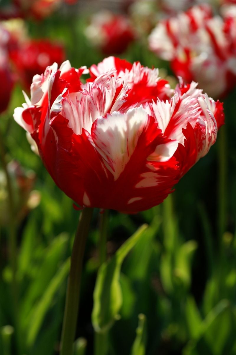 DeVroomen Tulips Parrot Estella Rijnveld Bulbs 6/Pack