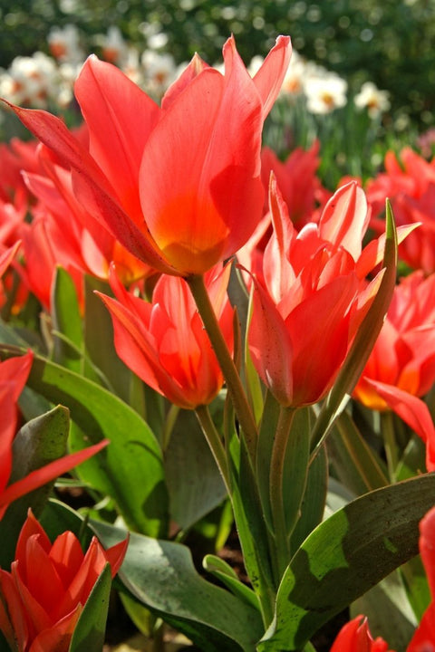 De Vroomen Tulips Greigii Toronto Bulbs 8/Pack