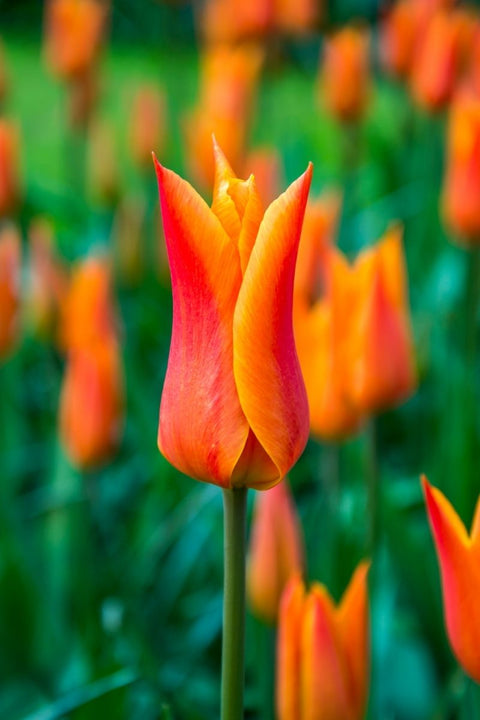 DeVroomen, Tulip Bulbs Ballerina 8/PK