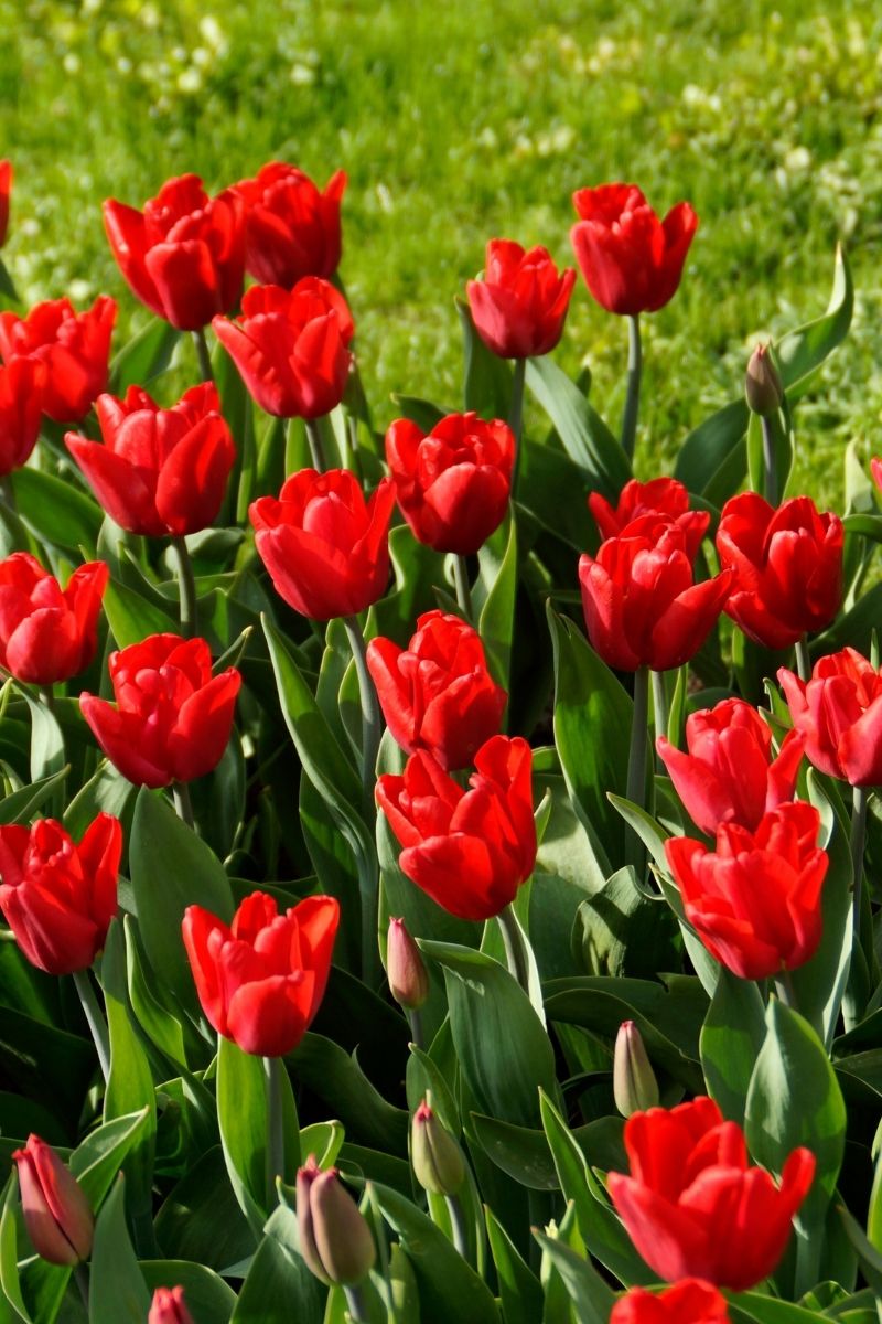 DeVroomen Tulips Single Early Ruby Prince Bulbs 8/Pack