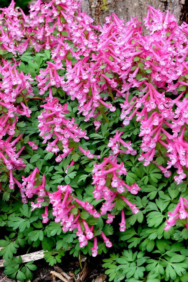 DeVroomen Corydalis Solida Beth Evans Bulbs 10/Pack