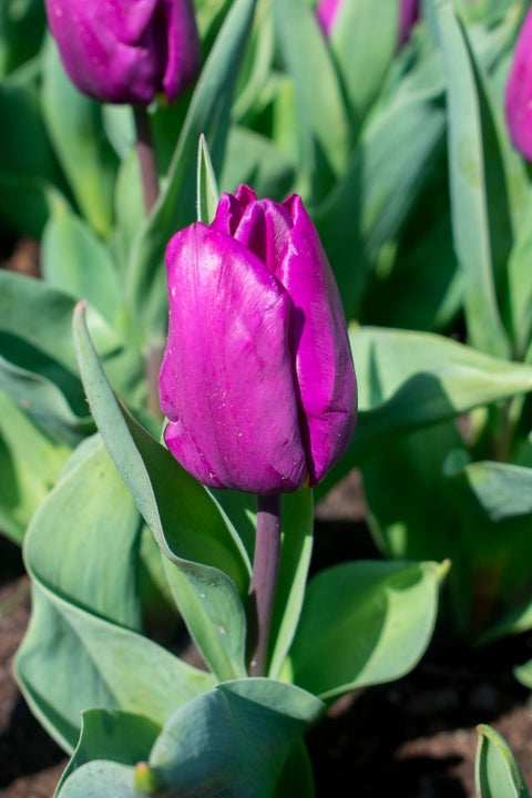 BULB, TULIP PURPLE PRINCE 8PK