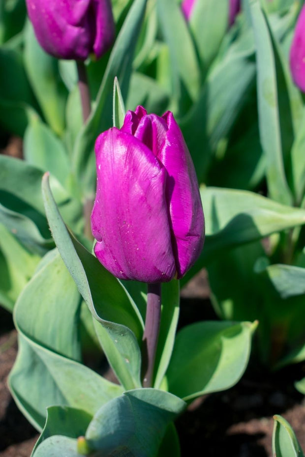 DeVroomen Tulips Single Early Purple Prince Bulbs 8/Pack