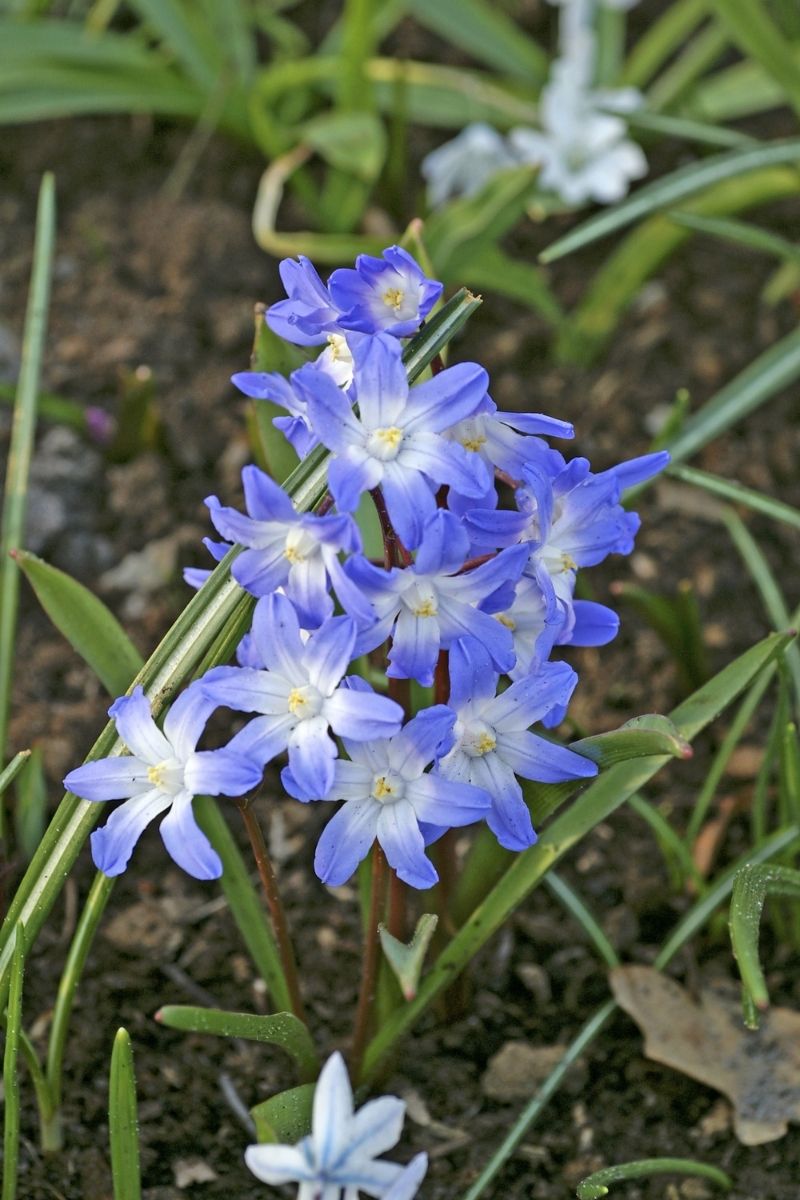 DeVroomen Chionodoxa Forbesii Bulbs 20 Pack