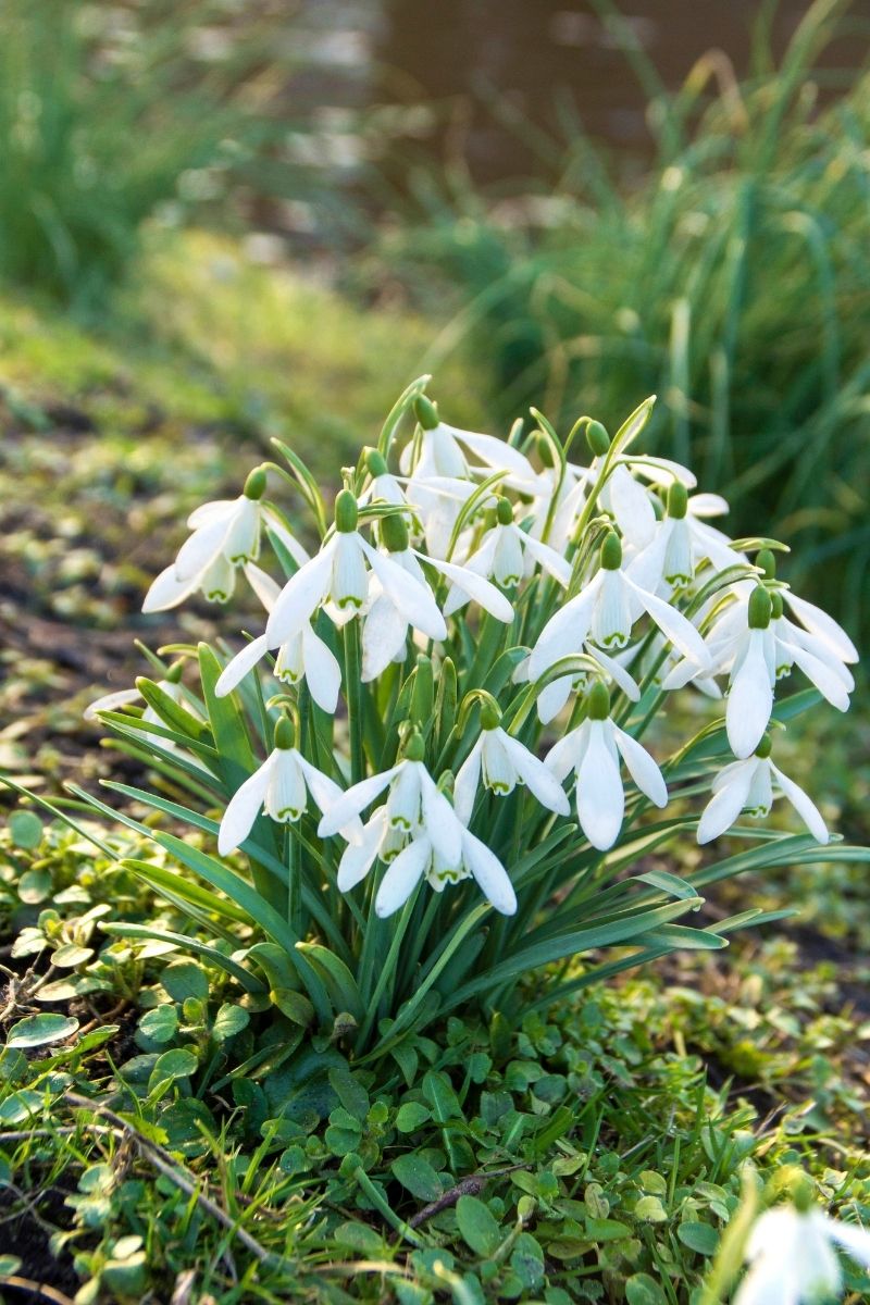 DeVroomen Galanthus Nivalis Bulbs 10 Pack