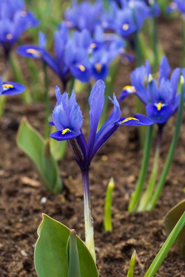 DeVroomen Iris Botanical Reticulata Harmony Bulbs 20/Pack