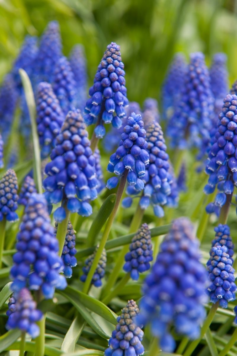 Devroomen Muscari Armeniacum Bulbs 50 Pack