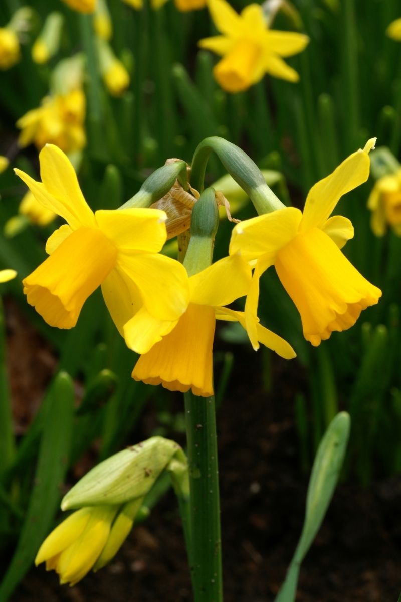 DeVroomen Daffodils Miniature Tete a Tete Bulbs 25/Pack