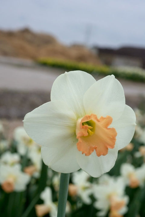 BULB, DAFFODILS SKYPE 12/pk