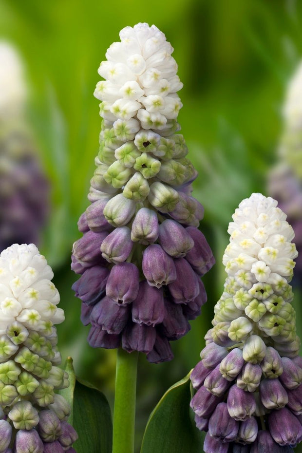 DeVroomen Muscari Grape Ice Bulbs 10/Pack