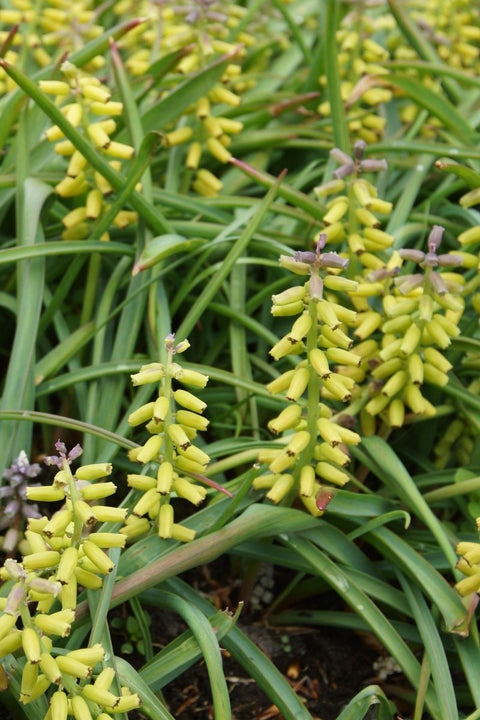 BULB, MUSCARI GOLDEN FRGRNCE