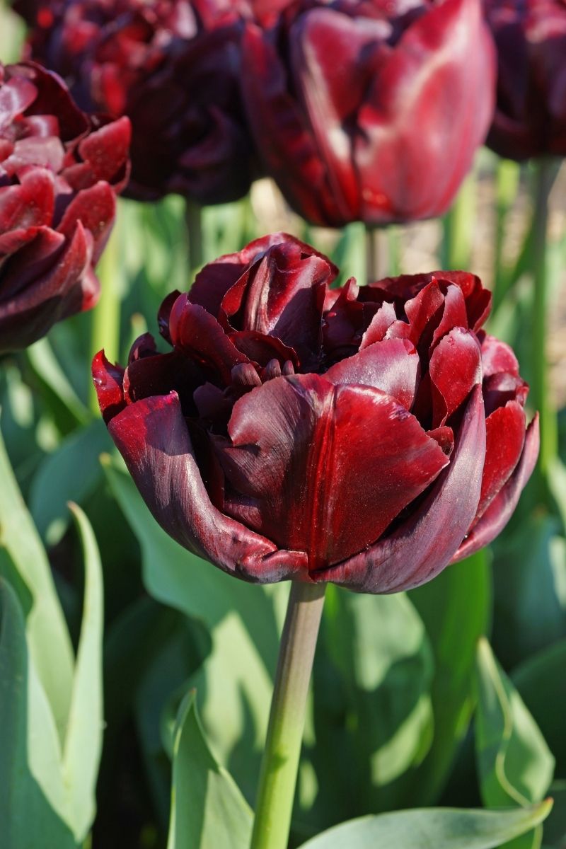 DeVroomen Tulips Double Early Palmyra Bulbs 8/Pack