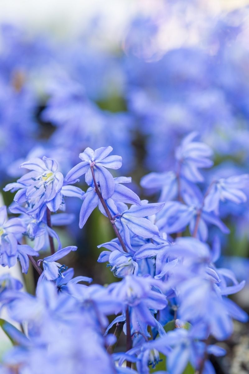 DeVroomen Scilla Siberica Bulbs 35/Pack