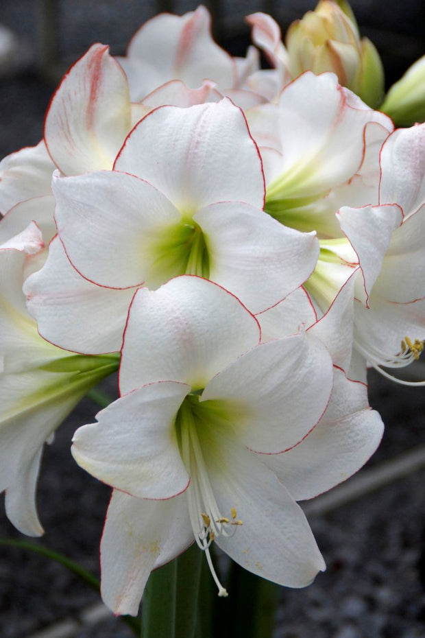 DeVroomen Amaryllis Picotee Bulb 1/Pack